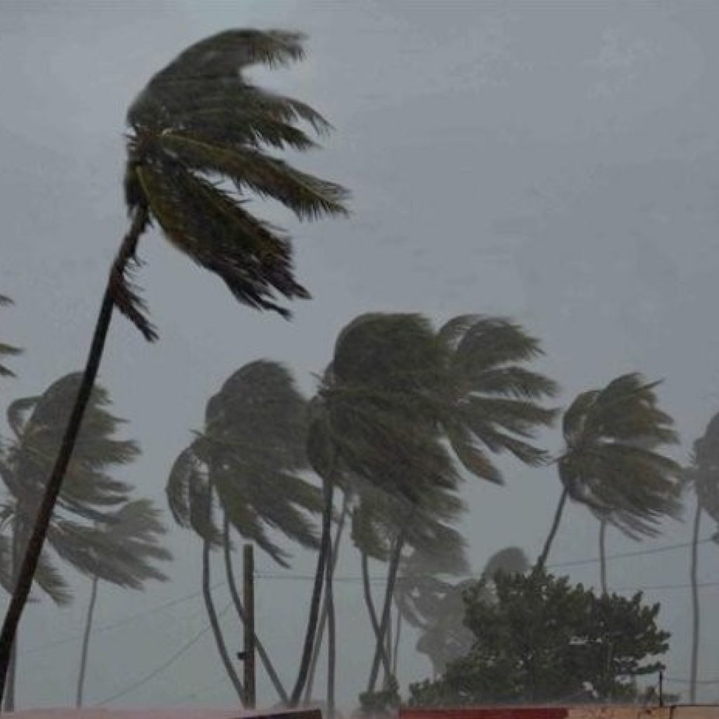 Why palm trees survive hurricanes? - VORTEX